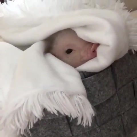 Piglet in a blanket, animals pets.