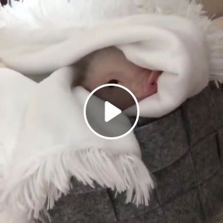 Piglet in a blanket