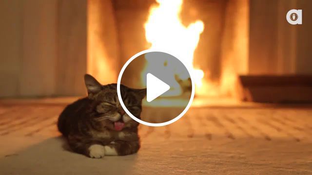 Relax, cat, fire, mimi, moore, relax, peace, animals pets. #0