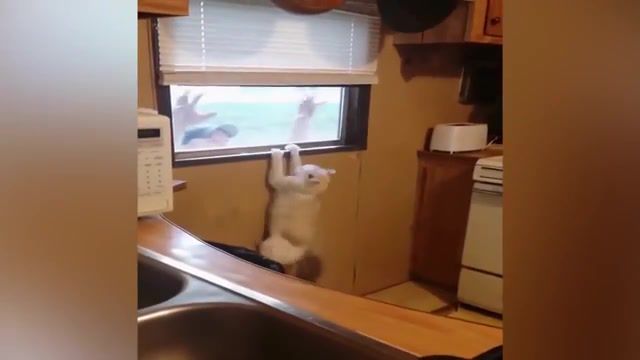 Scared Cat, Scared, Window, Cat, Animals Pets
