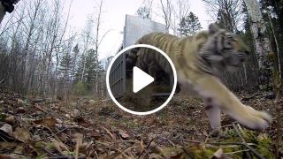 Siberian Tiger Release