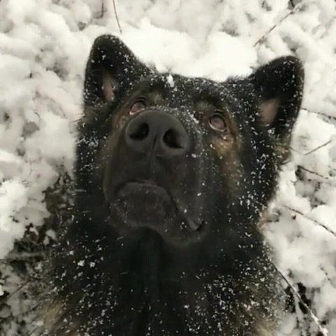 Snow dog, Dog, Snow, Winter, Snowball, Snowing, Snowfall, Freezing, Cold, Animals Pets