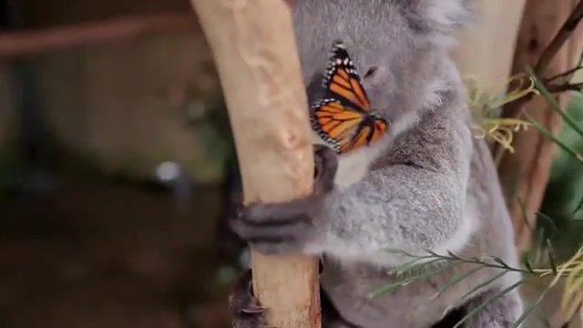 Someone that loves you, butterfly, honne, animals, cute, koala, animals pets.