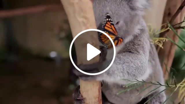 Someone that loves you, butterfly, honne, animals, cute, koala, animals pets. #1
