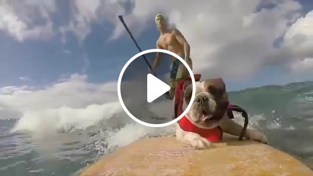 The dog surfer, nature, sun, surfing, animal, jokes, humor, funny, parody, dogs, dog, the dog surfer, animals pets. #0