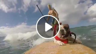 The dog surfer