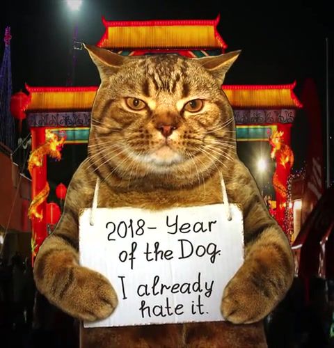 The Year of The Dog, Animals Pets