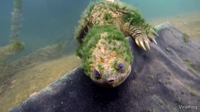 Turtle, Turtle, Old, Relax, Underwater, Mystery, Funny, Rare, Lul M, Animals Pets