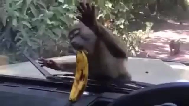 A banana, ikue mori, banana, monkey, animals pets.