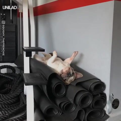 Actual footage of me in the gym, dog, fitness, fitness motivation, workout, animals pets.