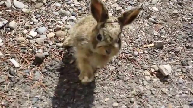 Baby bunny attacks, baby bunny, rabbit, funny, cute, laughing, baby play, hamster, cuteness website category, bunny, animals pets.