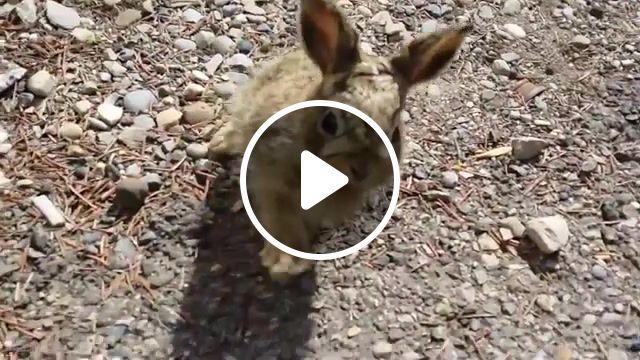 Baby bunny attacks, baby bunny, rabbit, funny, cute, laughing, baby play, hamster, cuteness website category, bunny, animals pets. #0