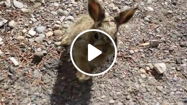 Baby bunny attacks, baby bunny, rabbit, funny, cute, laughing, baby play, hamster, cuteness website category, bunny, animals pets. #1