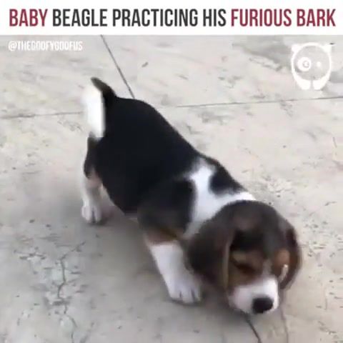 Baby dog, animals pets.