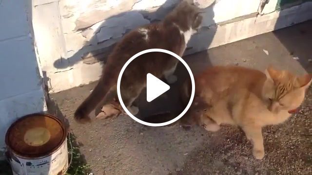 Baby squirrel plays with family cats, viral, cuteness, animals, squirrel, felidae, cat, cute animals virals, animal friendships, squirrel befriends cats, baby squirrel plays with cats, funny pets, funny, animals pets. #0