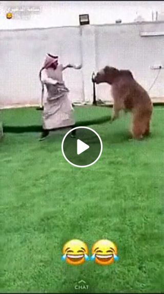 Bear dance inshallah