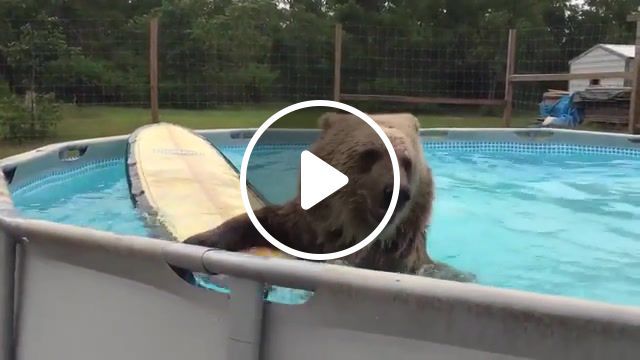 Bear surfer, grizzly, nature, funny animals, animals, funny, wave, wild, surfing, surf, swimming pool, pool, bear, animals pets. #0
