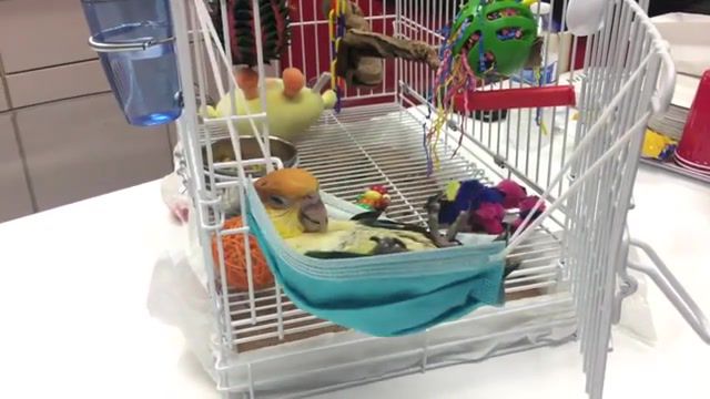 Caique parrot living his life like a boss, parrot, like a boss, animal fun, animals pets.