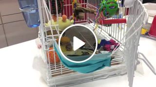 Caique Parrot living his life like a boss