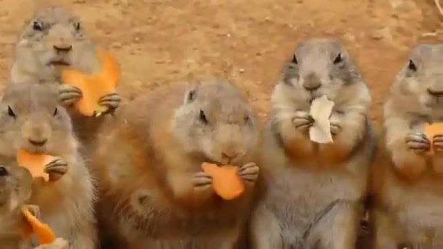 Carrots party re, funny, animal, prairie dog, food, eat, carrot, animals pets.