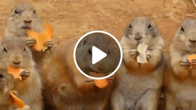 Carrots party re, funny, animal, prairie dog, food, eat, carrot, animals pets. #0