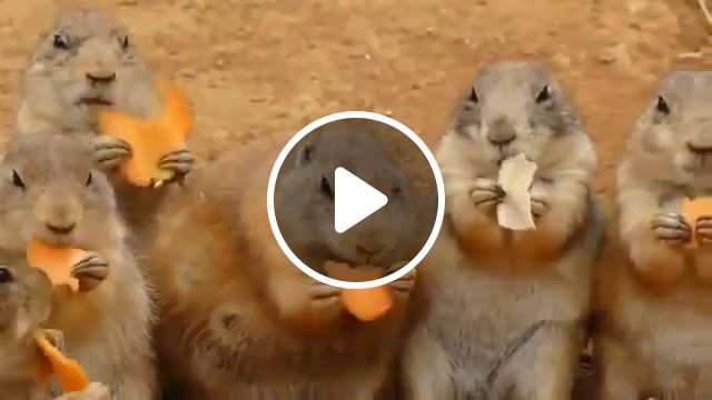 Carrots party re, funny, animal, prairie dog, food, eat, carrot, animals pets. #1