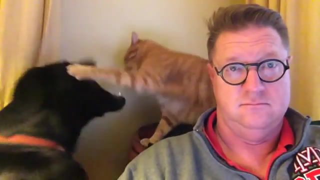 Cat And Dog Hopeless. Flicks. Funny Pictures. Cat And Dog Interrupts Owners Sunday Morning. Fighting. Daily. Dailypicksandflicks. Sunday Morning. Best. Popular. Vine. Crash. Youtube. Viral. Interesting. Daily Picks. Odd News. Vines. Animals Pets.