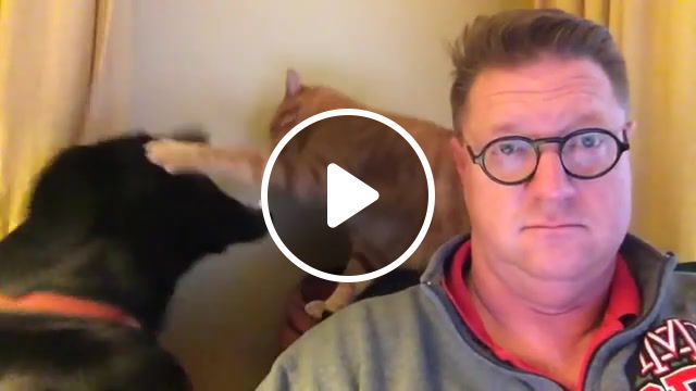 Cat and dog hopeless, flicks, funny pictures, cat and dog interrupts owners sunday morning, fighting, daily, dailypicksandflicks, sunday morning, best, popular, vine, crash, youtube, viral, interesting, daily picks, odd news, vines, animals pets. #0