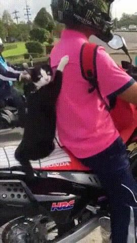 Cat and furious - Video & GIFs | cat,kitten,caturday,catism,fun,good,nice,forfun,fast,fastandfurious,motorcycle,bike,vroom,speed,watch,ost,music,kitty,like,cool,viral,fussy,start,sy,readysteady,go,getset,moveon,forward,ride,drive,meme,catmeme,awesome,driver,animals pets