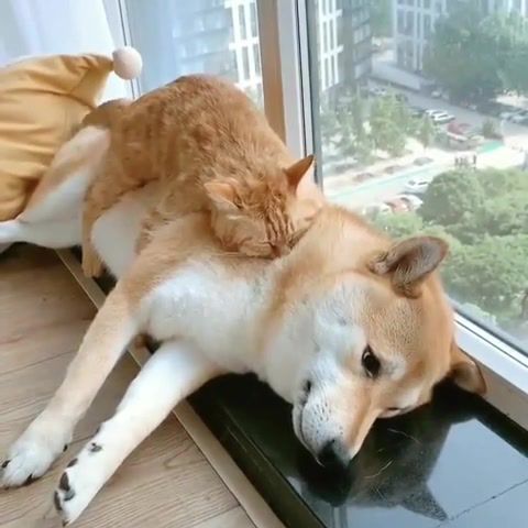 Cute dogo and cat, pet, animal, cool, happy, smile, animals pets.