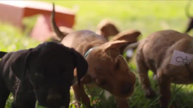 Cute Puppy - Video & GIFs | high definition,wash puppy,puppy bath,puppy animal,dogs,animals pets