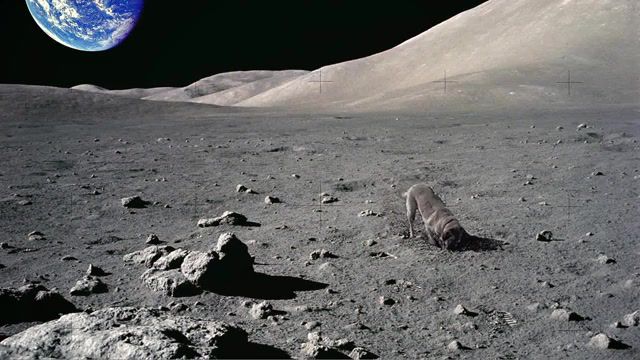 Dog digging on the moon, dog, moon, space, regular life on moon, cinemagraph, living photo, live pictures.