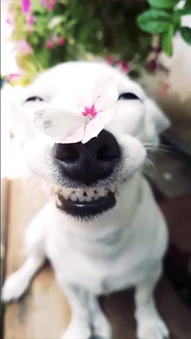 Dog, flower and butterfly, Dog, Butterfly, Flower, Animals Pets