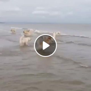 Dog hops into ocean