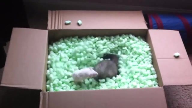 Ferrets playing in packing peanuts - Video & GIFs | playing,animals,ferret,animals pets