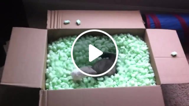 Ferrets playing in packing peanuts, playing, animals, ferret, animals pets. #0