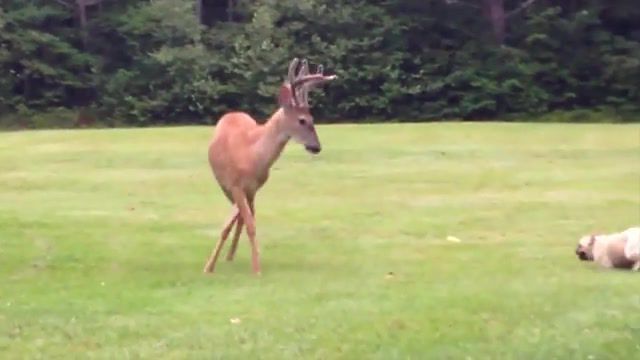 French Bulldog Plays With Young Wild Deer, Animals Pets