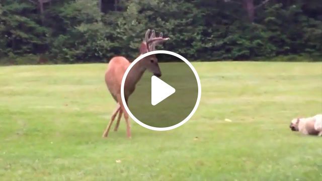 French bulldog plays with young wild deer, animals pets. #0
