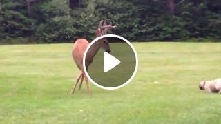 French Bulldog Plays With Young Wild Deer