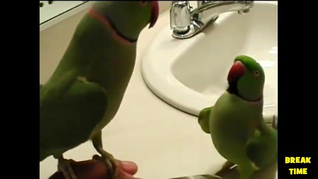 Funny parrots doing funny stuff parrots and vines compilation, laughing, singing, dancing, vines, pets, compilation, hilarious, funny, parrot, animals pets.