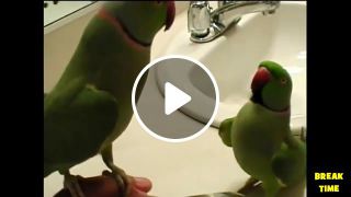 Funny parrots doing funny stuff parrots and vines compilation