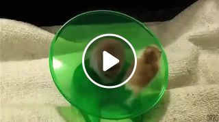 Hamsters spin