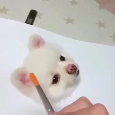 How to draw a cute teacup dog