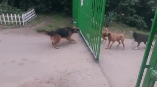 It is such a good day - Video & GIFs | dogs,fence,it is such a good night,ost breaking bad,animals pets
