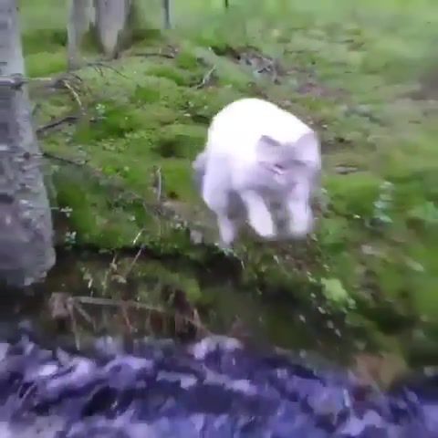 Jump Cat, Cat, Evrybody In Jump, White Cat, Animals Pets