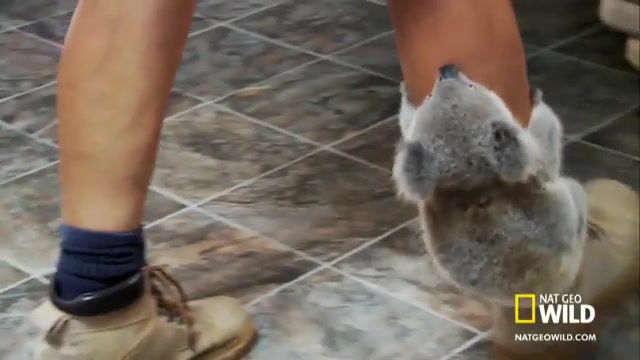 Koala Low Rider, Animals Pets