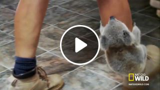 Koala low rider