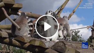 Lemurs in the ng sun