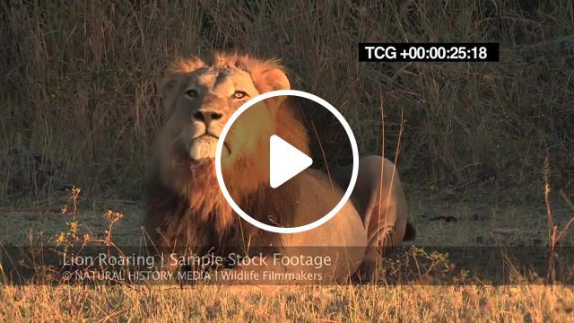 Lion vs bird, male, predator, cat, leo, panthera, communication, african, africa, roaring, roar, lion, animals pets. #0