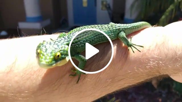 Lizard what is love, animals pets. #0